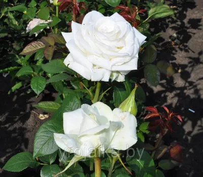 Фото розы Боинг с яркими красками
