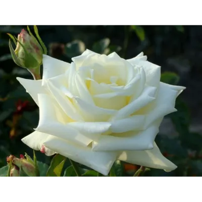 Уникальная картинка розы Боинг в стиле макрофотографии
