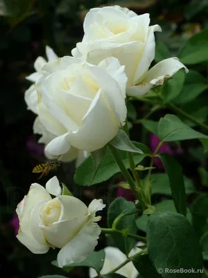 Боинг роза: изображение с нежной текстурой лепестков
