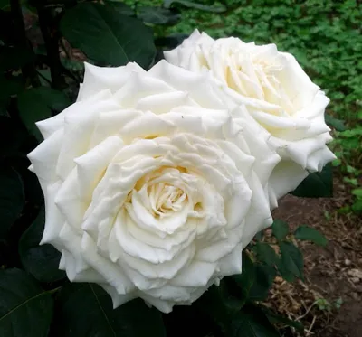 Фотка розы Боинг в высоком разрешении