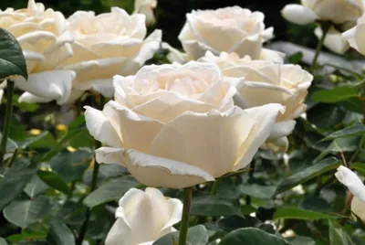 Изображение розы Боинг с подчеркнутыми деталями