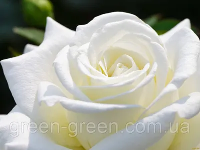 Фотография розы Боинг в формате webp для быстрой загрузки