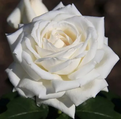 Фото розы Боинг в высоком качестве