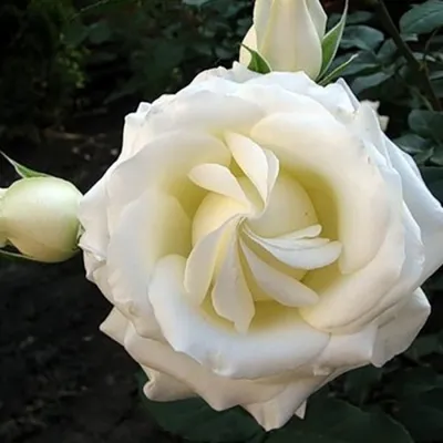 Картинка розы Боинг с потрясающими оттенками