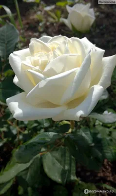 Боинг роза: фото, подчеркивающее элегантность этого сорта