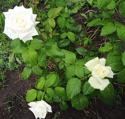 Изображение розы Боинг с ярким и насыщенным цветом
