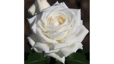 Фотография розы Боинг с причудливыми контурами