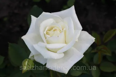 Боинг роза: картинка, передающая красоту и изящество