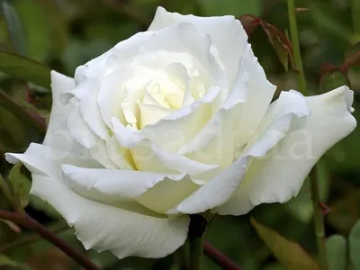 Боинг роза во всей своей многообразной красоте