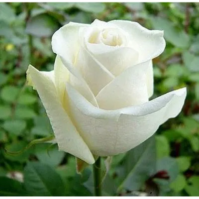 Фото розы Боинг с изумительными деталями
