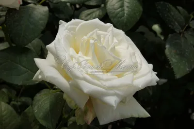Изображение розы Боинг с глубокими и насыщенными цветами