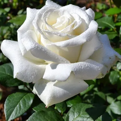 Изысканный снимок розы Боинг в формате webp
