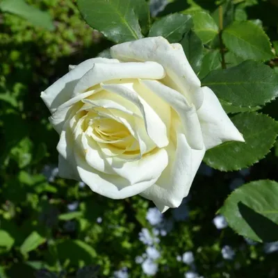 Фотка розы Боинг для обоев в высоком разрешении