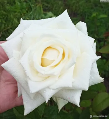 Боинг роза: фотография, вдохновляющая на романтику