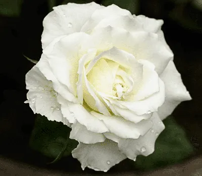 Боинг роза: красивая картинка для использования в дизайне