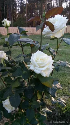 Изображение розы Боинг с фоном, подходящим для блогов
