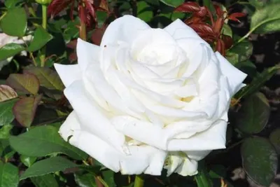 Фото розы Боинг в формате jpg для электронных писем