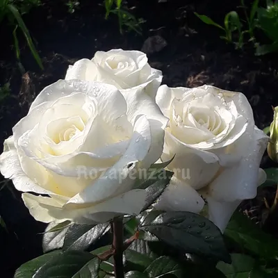 Боинг роза: фотография с особым шармом и очарованием