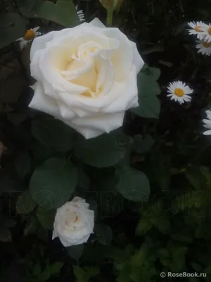 Фотка розы Боинг с фоном, идеальным для презентаций