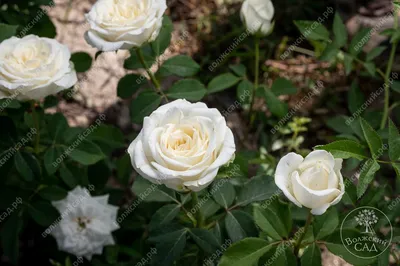 Картинка розы Боинг с оригинальным эффектом