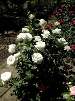 Красивая картинка розы Боинг для скачивания