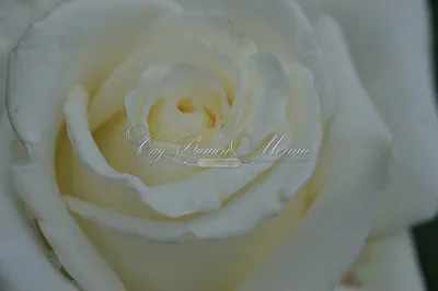 Фото розы Боинг с форматом png для максимальной четкости