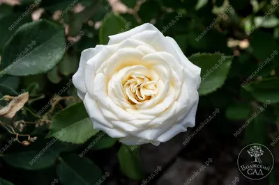Изображение розы Боинг с нежными оттенками для романтических проектов