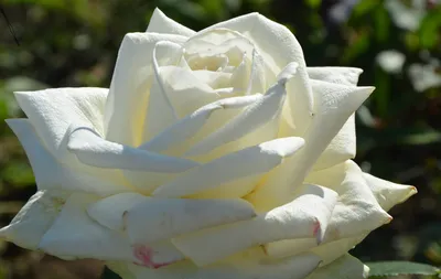 Боинг роза: фотография, передающая элегантность и изысканность