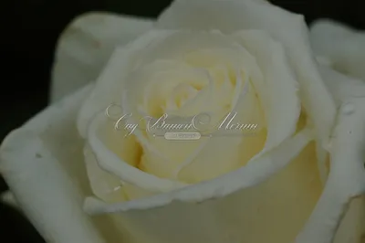 Фотография розы Боинг в формате webp для быстрой загрузки на сайтах