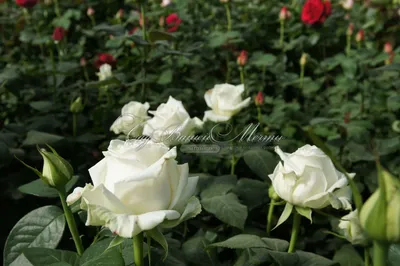 Фотка розы Боинг в различных размерах
