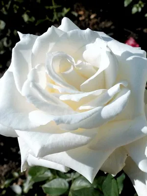 Яркое фото розы Боинг для скачивания