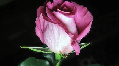 Бокаловидные розы в высоком разрешении