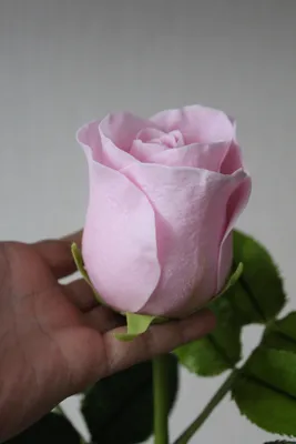 Изображение бокаловидных роз