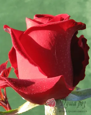 Фото бокаловидных роз для использования