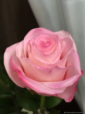 Роскошные бокаловидные розы в формате png