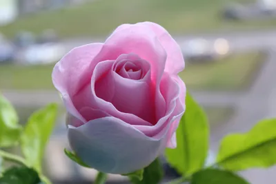Прекрасное изображение бокаловидных роз