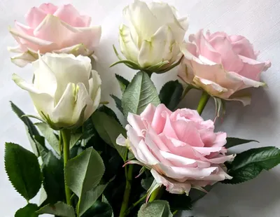Уникальная картинка бокаловидных роз