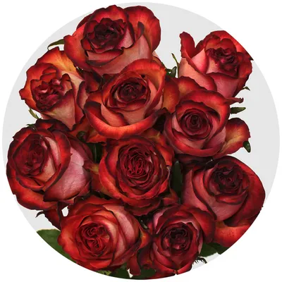 Высококачественное изображение бокаловидных роз