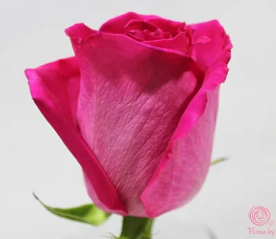 Фотография бокаловидных роз в формате jpg