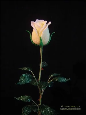 Фотография бокаловидных роз в png