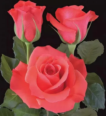 Впечатляющая картинка бокаловидных роз