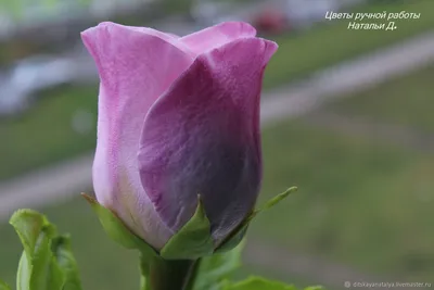 Прекрасная картинка бокаловидных роз в высоком разрешении