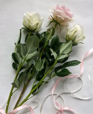 Фотография роз в формате png с превосходным качеством