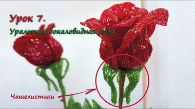 Фото бокаловидных роз с особыми вариантами форматов