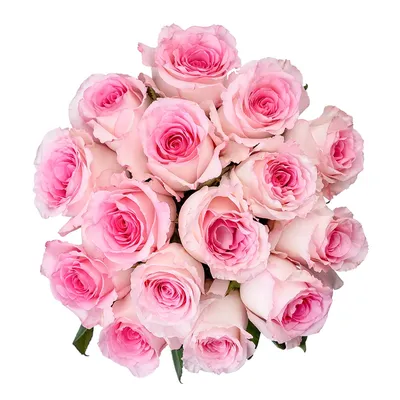 Картинка бокаловидных роз для скачивания в различных форматах