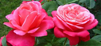 Фотография роз в формате webp с высокой детализацией