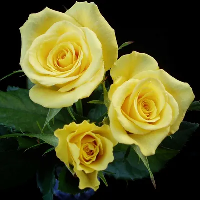 Чудесная картинка бокаловидных роз