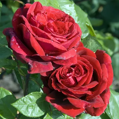 Впечатляющее изображение бокаловидных роз для скачивания