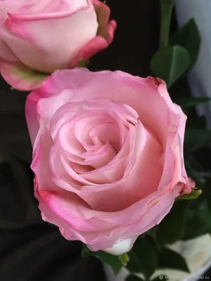Фото прекрасных бокаловидных роз