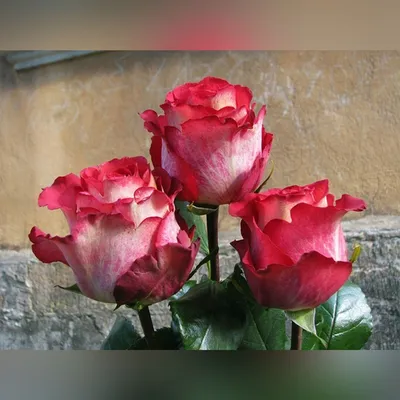 Бокаловидные розы в высоком качестве
